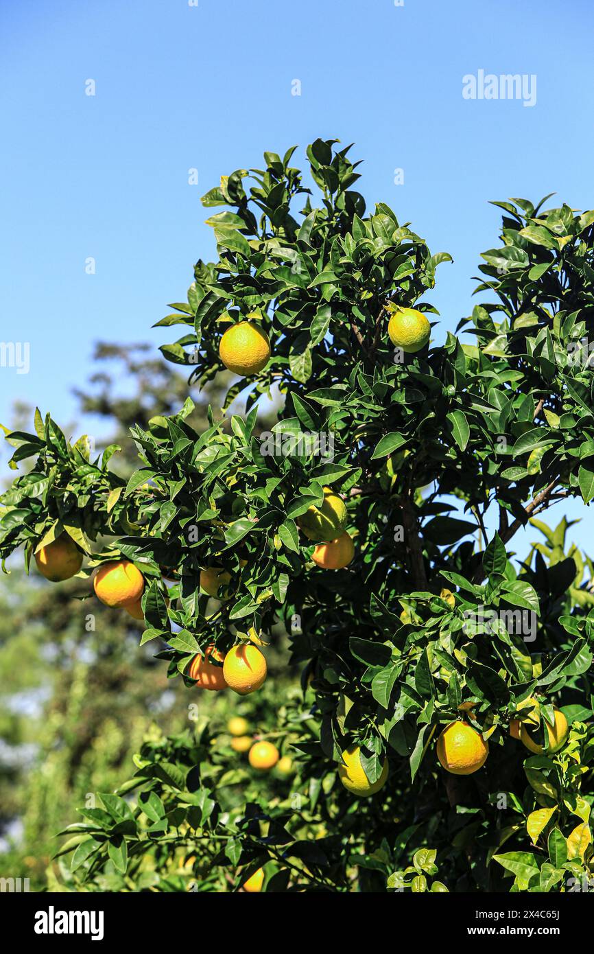 Italien. Hellgelbe Zitronen auf einem Zitronenbaum Stockfoto
