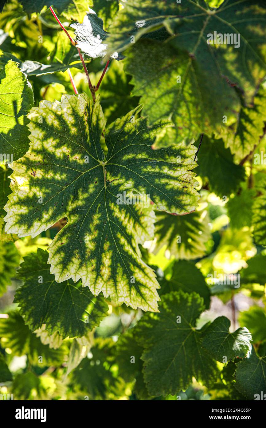 Italien. Grüne Traubenblätter auf der Weinrebe mit Sonnenschein Stockfoto