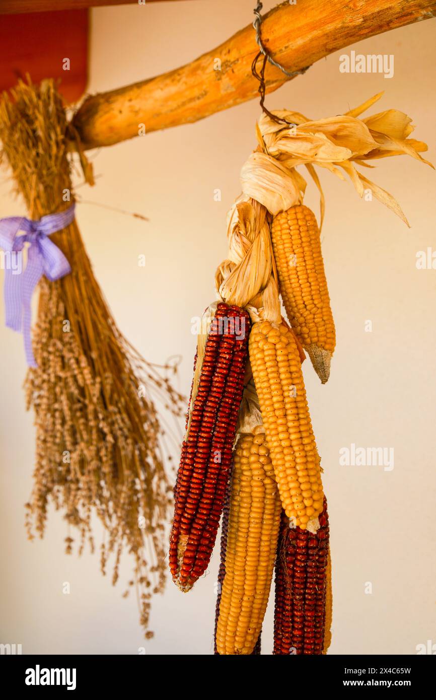 Italien. Getrockneter mehrfarbiger Mais auf dem Kolben und getrocknete Lavendelblüten Stockfoto
