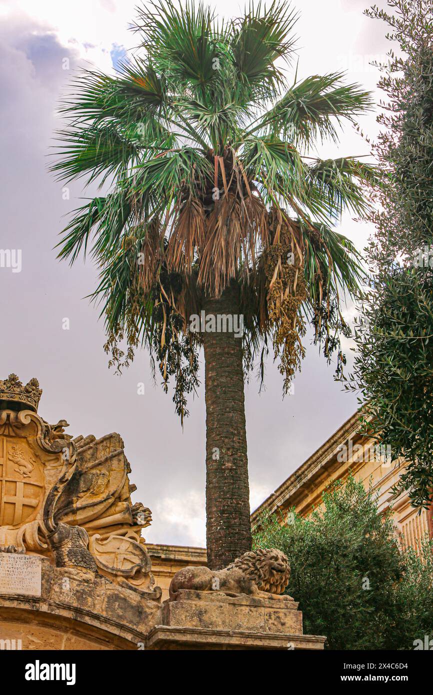 Mdina, Malta. Alte ummauerte Stadt, Palmen, Löwe von Venedig und Wappen Stockfoto