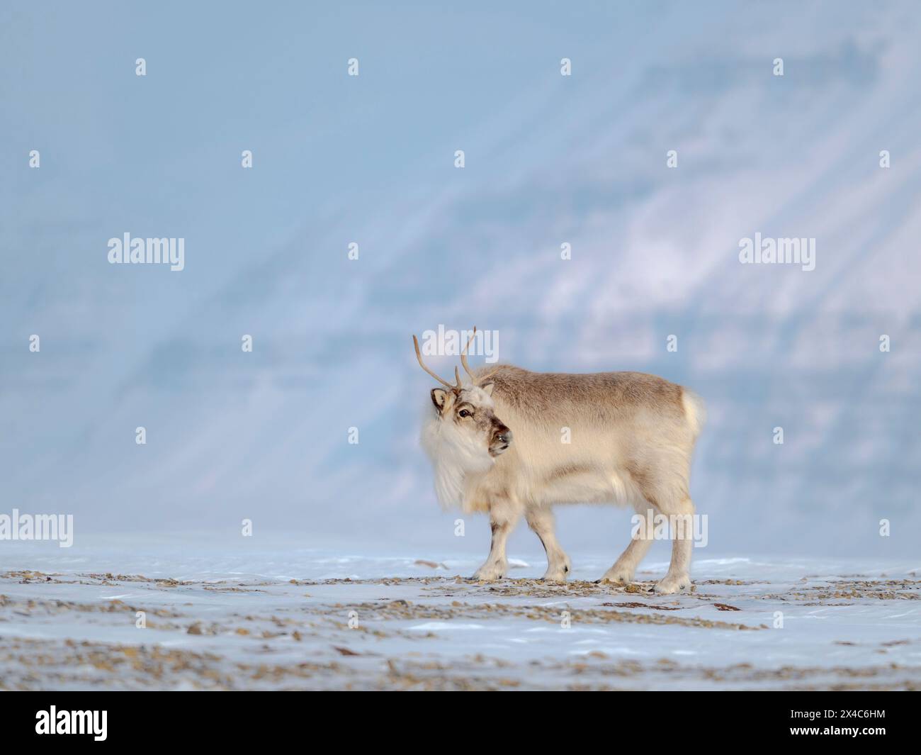 Weibliche Svalbard-Rentiere im Sassen-Bunsow-Land-Nationalpark, eine endemische Unterart von Rentieren, die nur in Svalbard lebt und nie domestiziert wurde. Polarregionen, arktischer Winter. Stockfoto