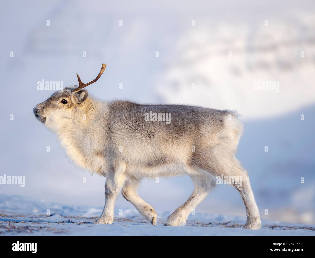 Weibliches Svalbard-Rentier bei Pyramiden, eine endemische Unterart von Rentieren, die nur in Svalbard lebt und nie domestiziert wurde. Polarregionen, arktischer Winter. Stockfoto