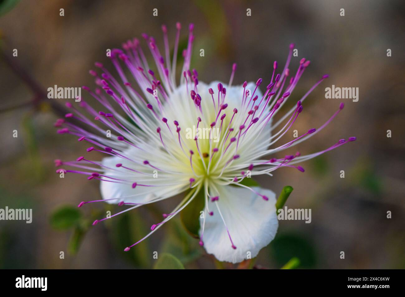 Die Blüte des Kaperbusches, auch Flinders Rose 3 genannt Stockfoto