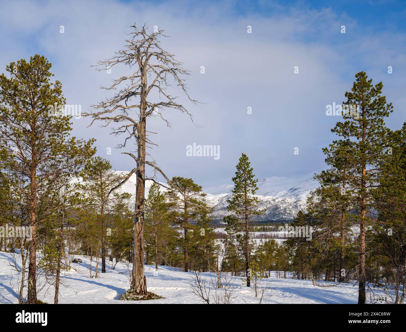 Landschaft im Anderdalen Nationalpark mit geschützten, alten Kiefernwäldern an der Küste. Die Insel Senja im Winter im Norden Norwegens. Stockfoto