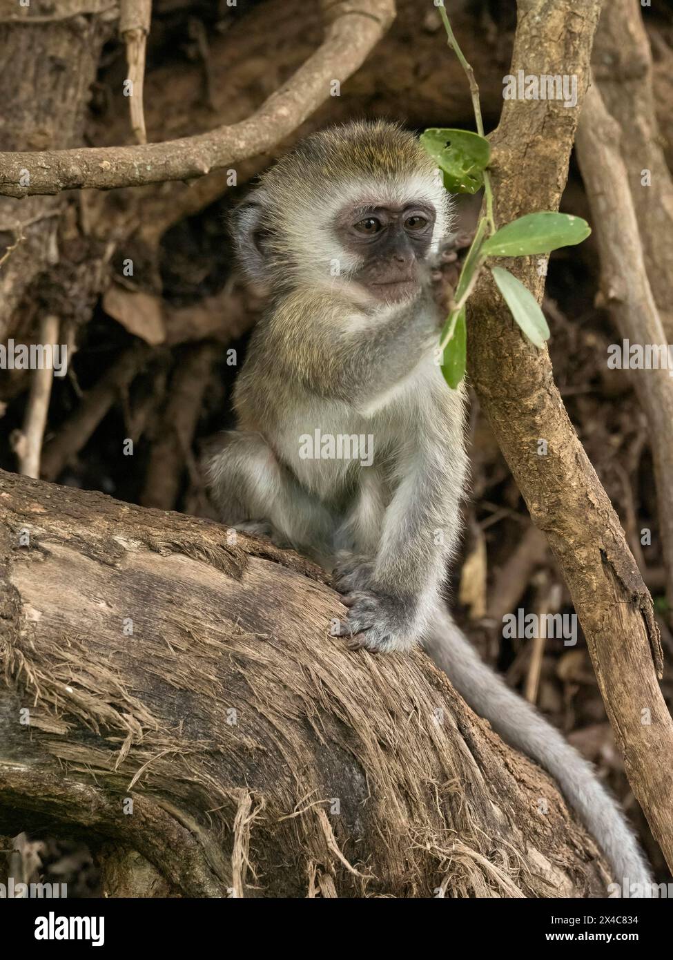 Vervet Monkey, Cercopithecus aethiops, juvenile, Tansania, Afrika Stockfoto