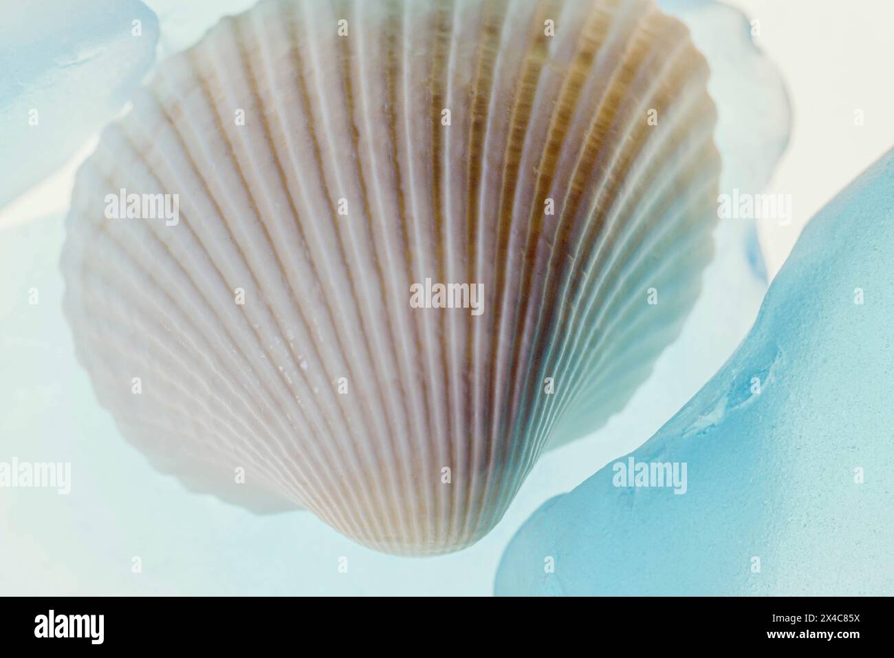 Muscheln und blaues Glas mit Licht Stockfoto