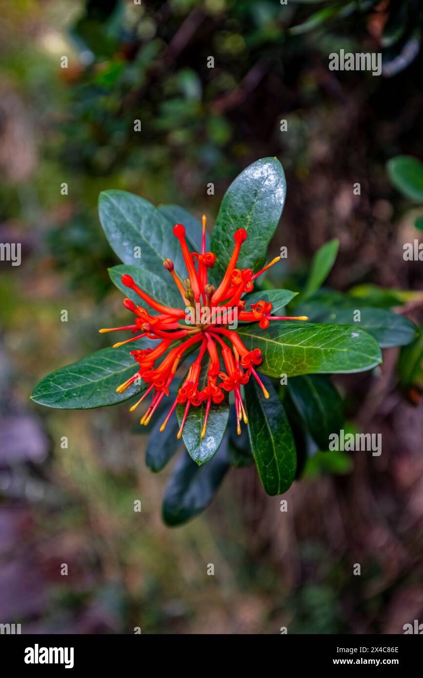 Argentinien, Ushuaia. Feuerbusch wächst wild in Tierra del Fuego. Stockfoto