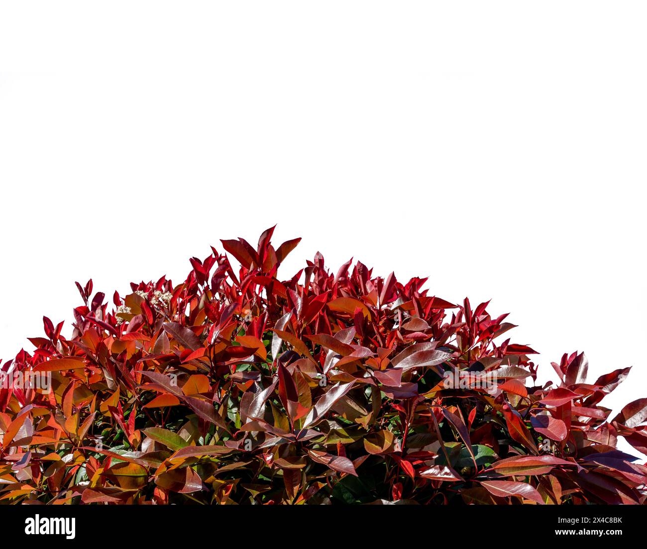 Photinia fraseri Red robin Bush als Rahmen isoliert auf weiß mit Beschneidungspfad, Kopierraum Stockfoto