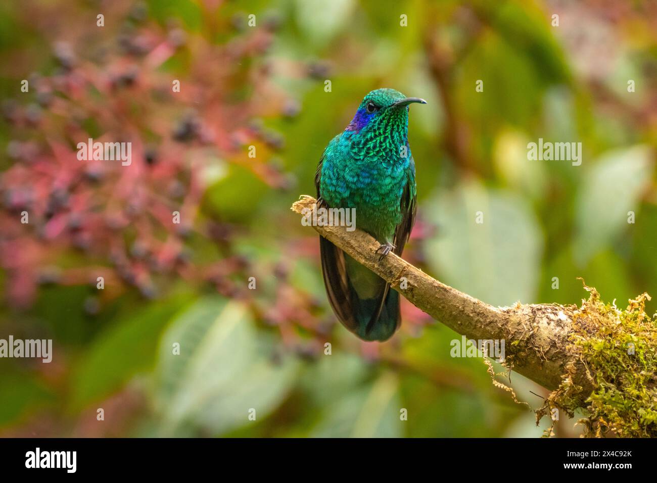 Costa Rica, Cordillera de Talamanca. Grüne violette Kolibri-Nahaufnahme. Stockfoto