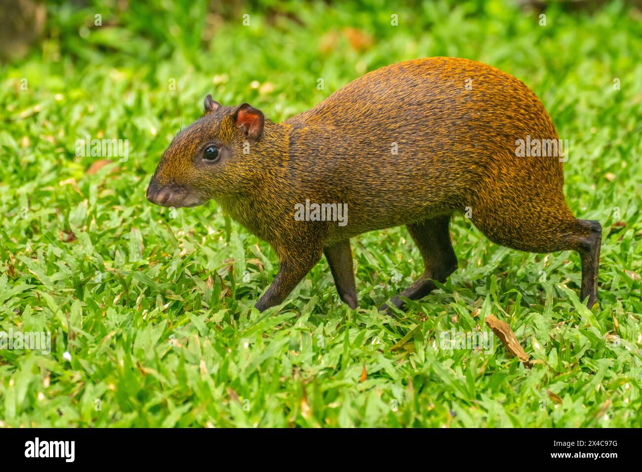 Costa Rica, Tuis-Tal. Nahaufnahme des Agouti-Tieres. Stockfoto