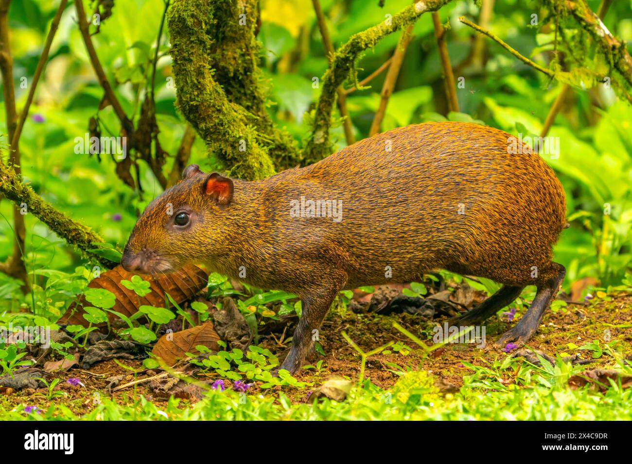 Costa Rica, Tuis-Tal. Nahaufnahme des Agouti-Tieres. Stockfoto