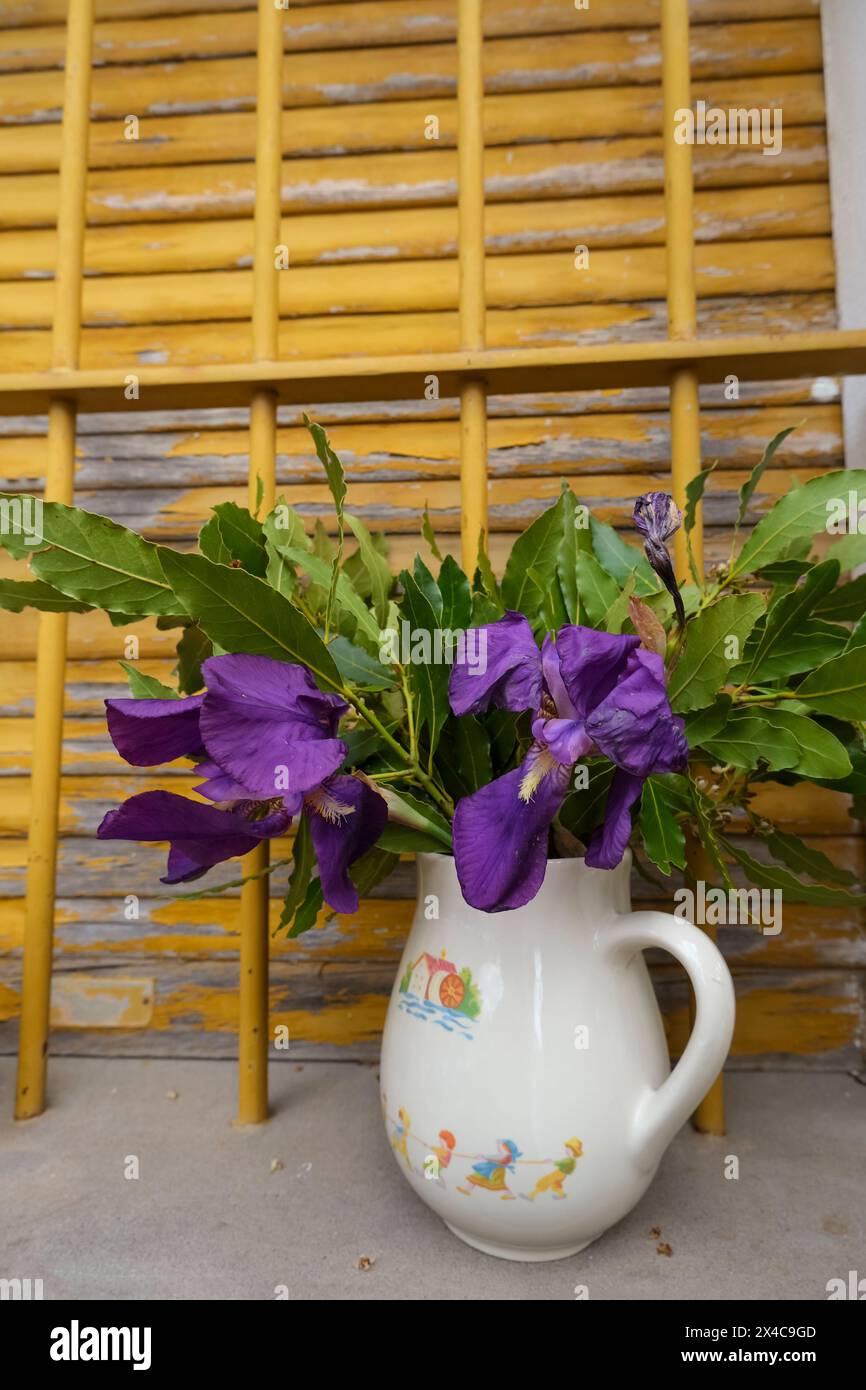 Irisblumen und grüne Lorbeerblätter in einem alten weißen Krug über den alten gelben Holzläden. Rustikaler Blumenhintergrund Stockfoto