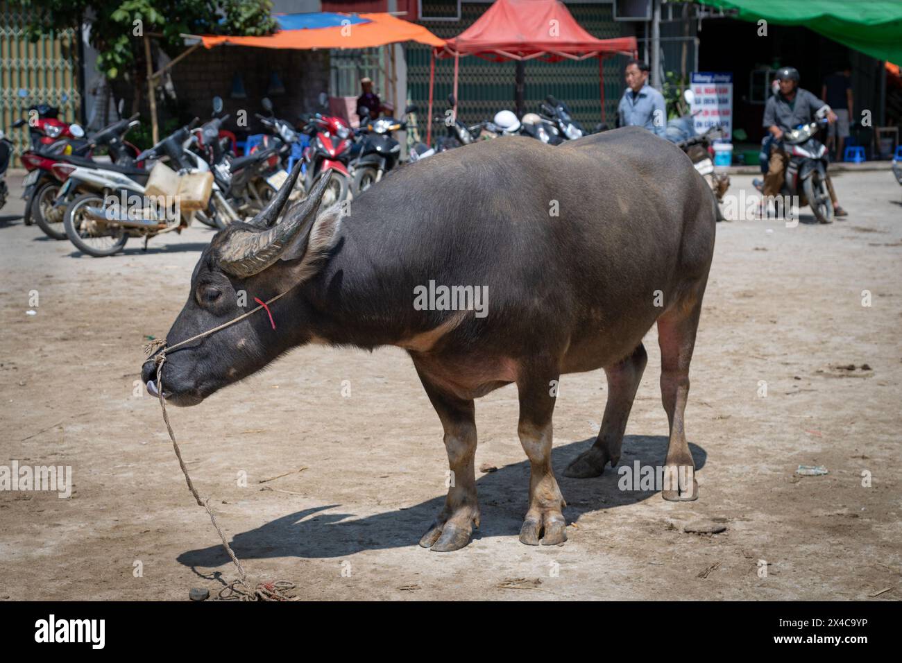 Wasserbüffel zum Verkauf auf dem Markt in Bac Ha, Lao Cai Provinz, Vietnam Stockfoto