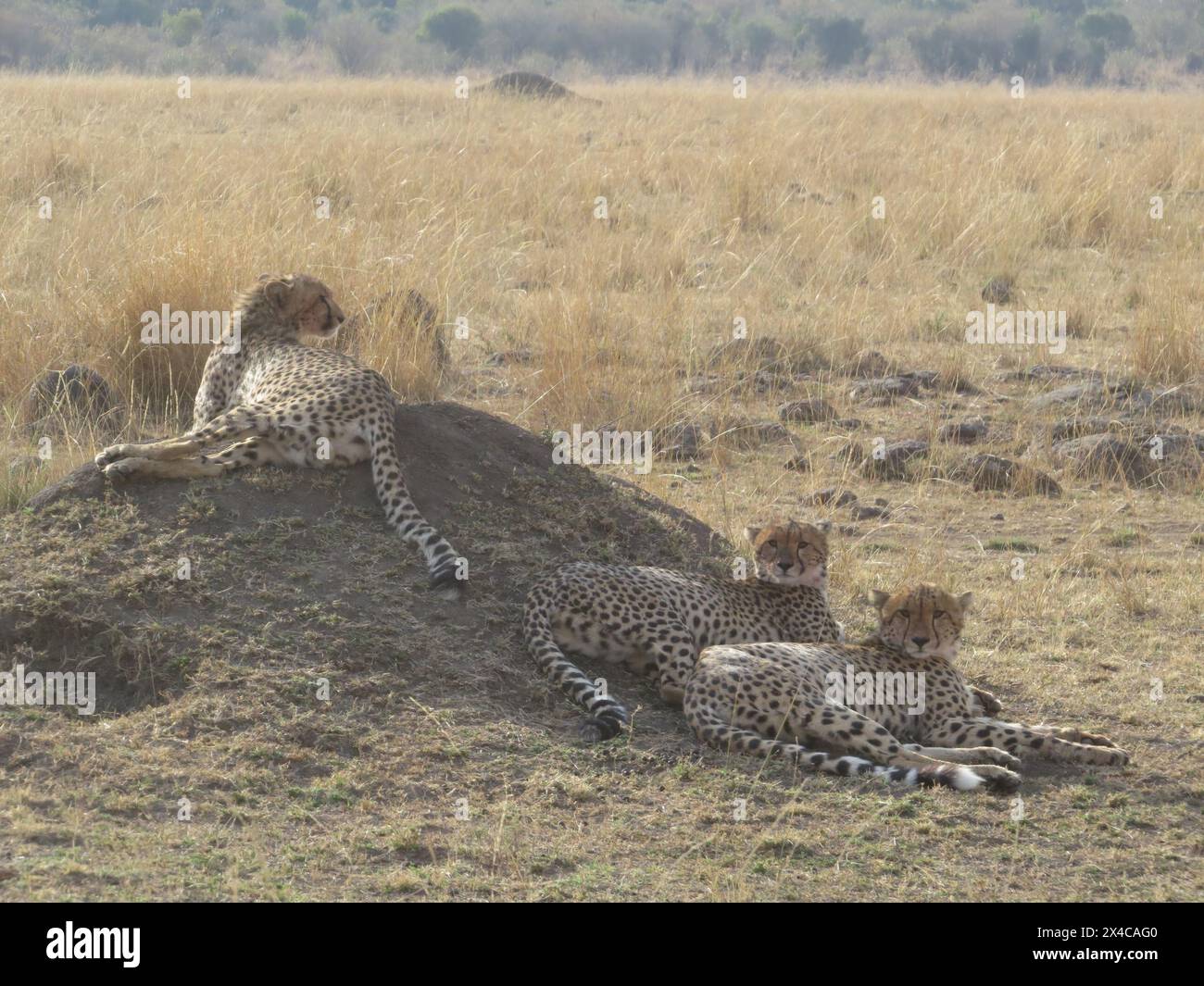 Wunderschöner männlicher Gepard (Acinonyx jubatus), der auf einem Termitenhügel ruht Stockfoto