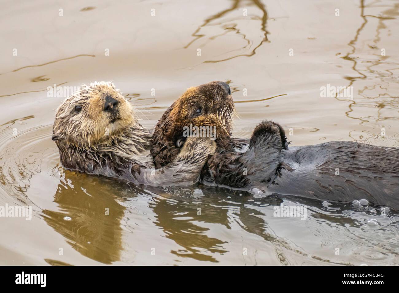 USA, Kalifornien, Morro Bay. Seeotter Mutter und Jungtier im Wasser. Stockfoto