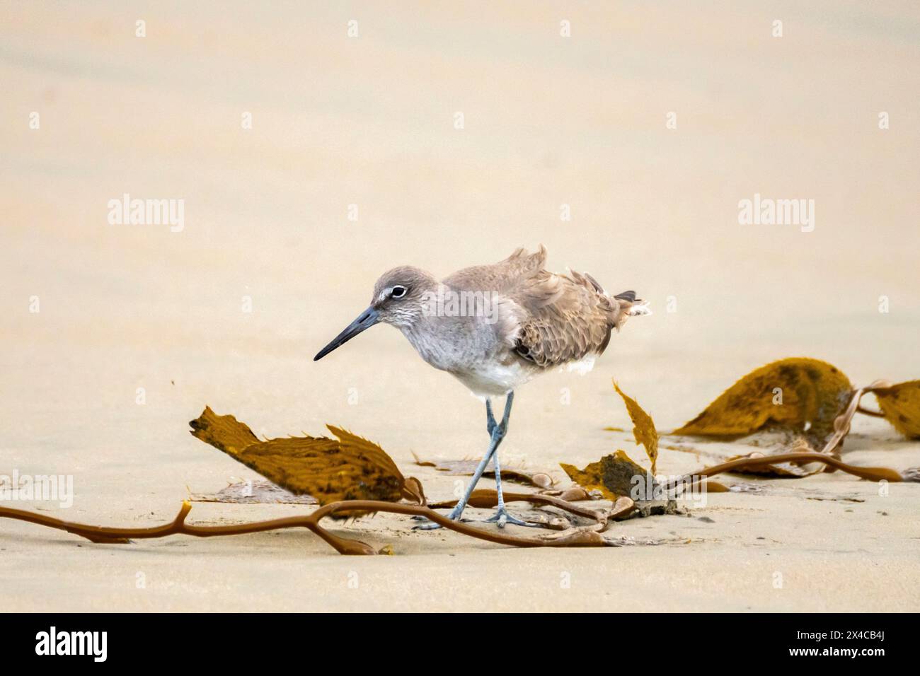 USA, Kalifornien, Morro Bay. Willet Vogel und Seetang an Land. Stockfoto