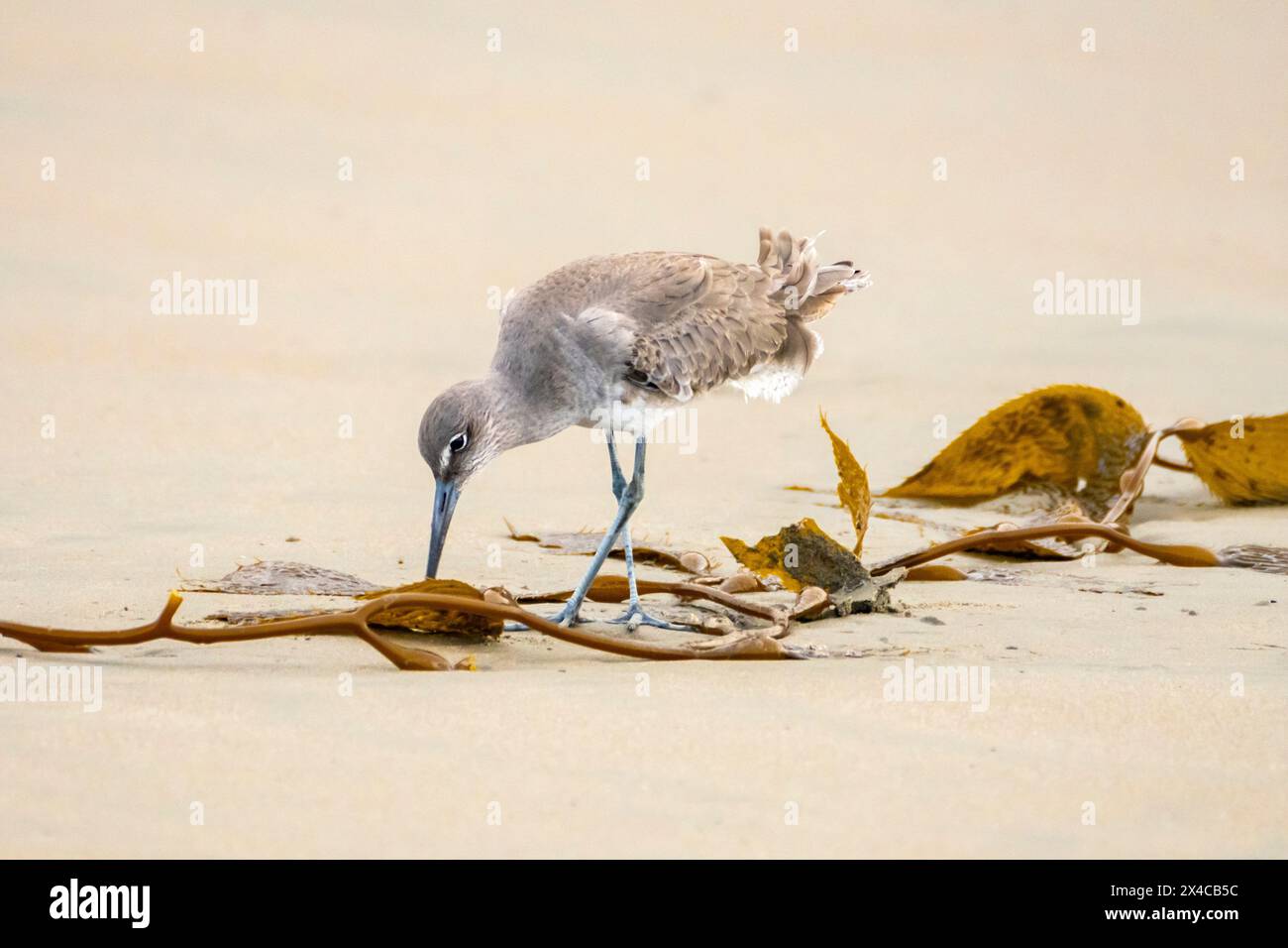 USA, Kalifornien, Morro Bay. Willet Vogel und Seetang an Land. Stockfoto
