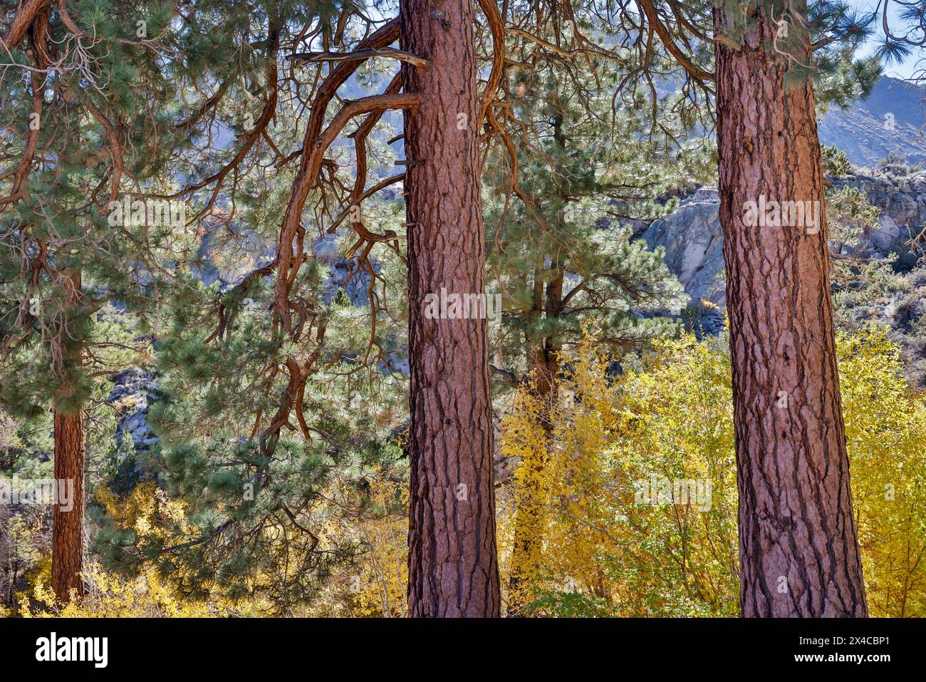 USA, Kalifornien, Bishop. Bishop Canyon, Herbstfarbe entlang Bishop Creek und Ponderosa Pines Stockfoto