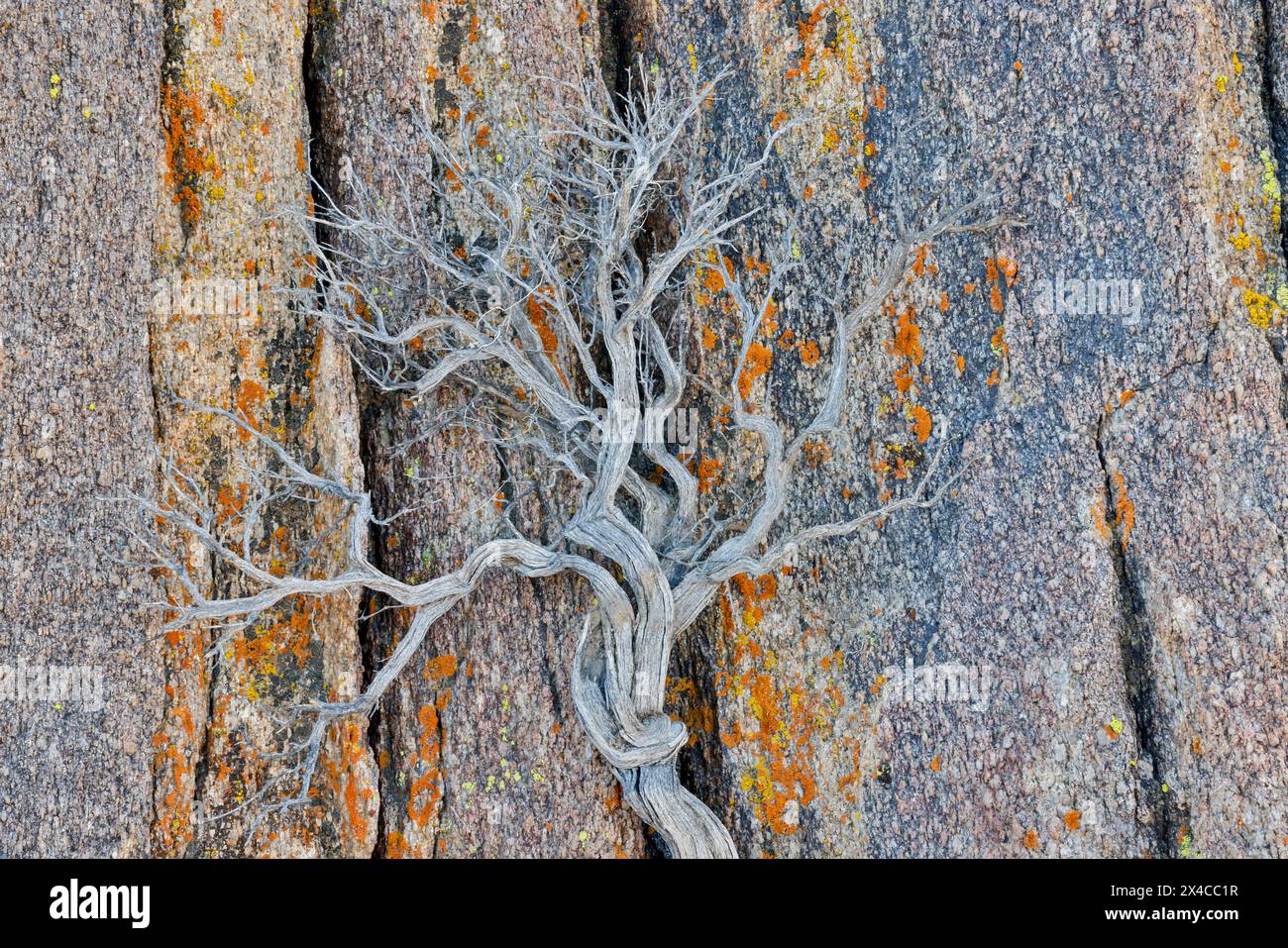 USA, Kalifornien, Lone Pine, Inyo County. Alabama Hills Flechten bedeckte Felsen mit getrocknetem Pinsel Stockfoto