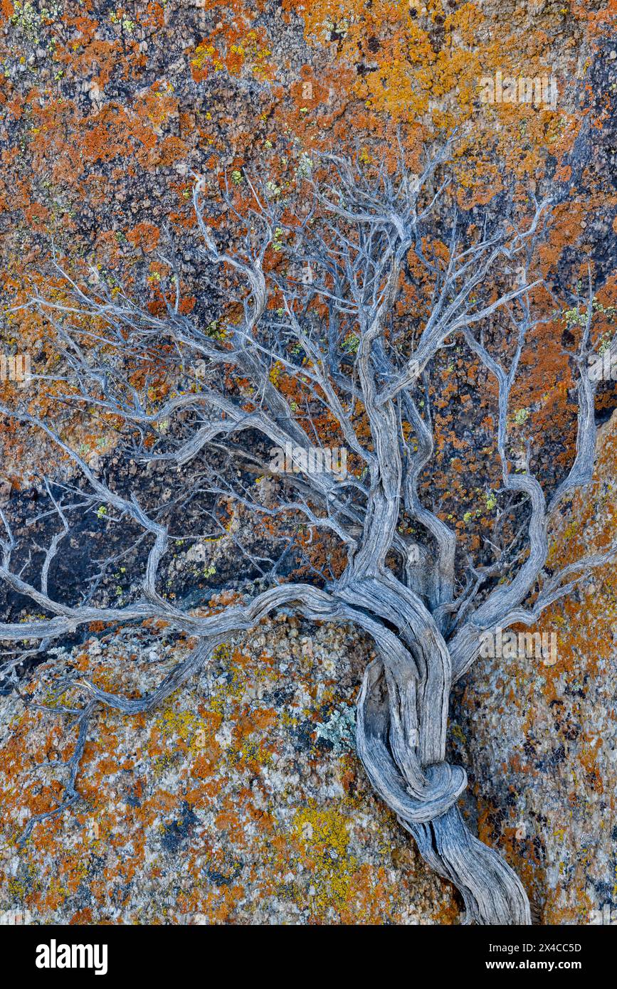 USA, Kalifornien, Lone Pine, Inyo County. Alabama Hills Flechten bedeckte Felsen mit getrocknetem Pinsel Stockfoto