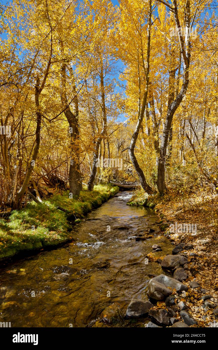 USA, Kalifornien, McGee Creek. McGee Creek Pack Station und Bach, der in Herbstfarben durch Baumwoll-Wälder fließt Stockfoto