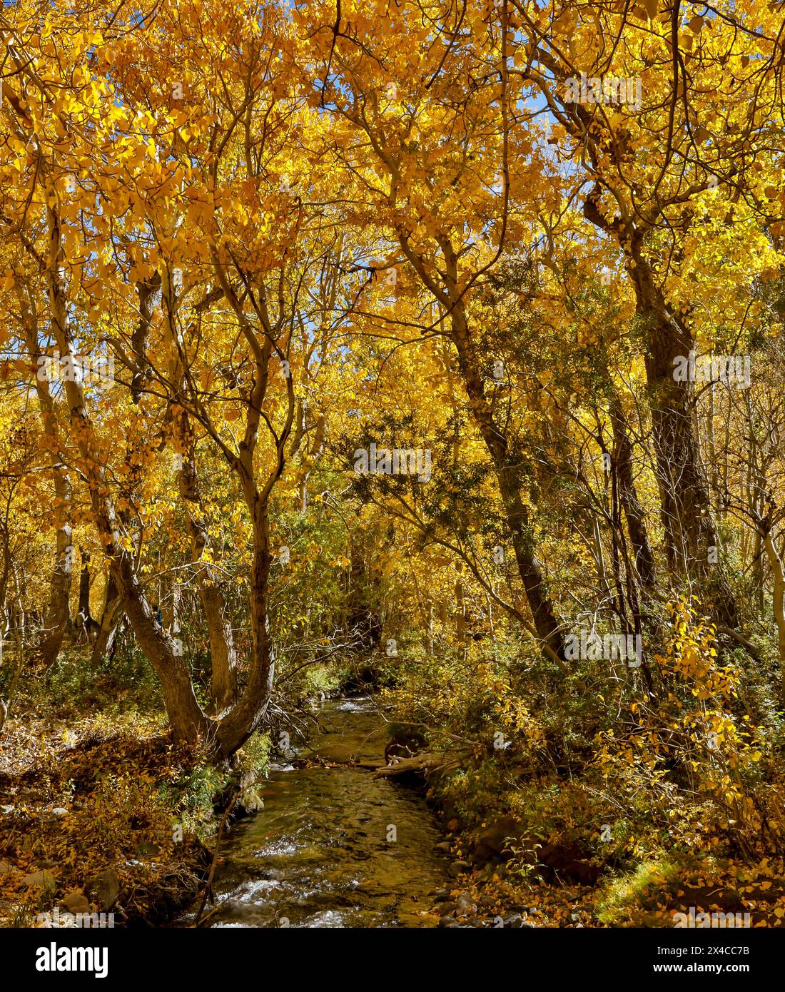 USA, Kalifornien, McGee Creek. McGee Creek Pack Station und Bach, der in Herbstfarben durch Baumwoll-Wälder fließt Stockfoto