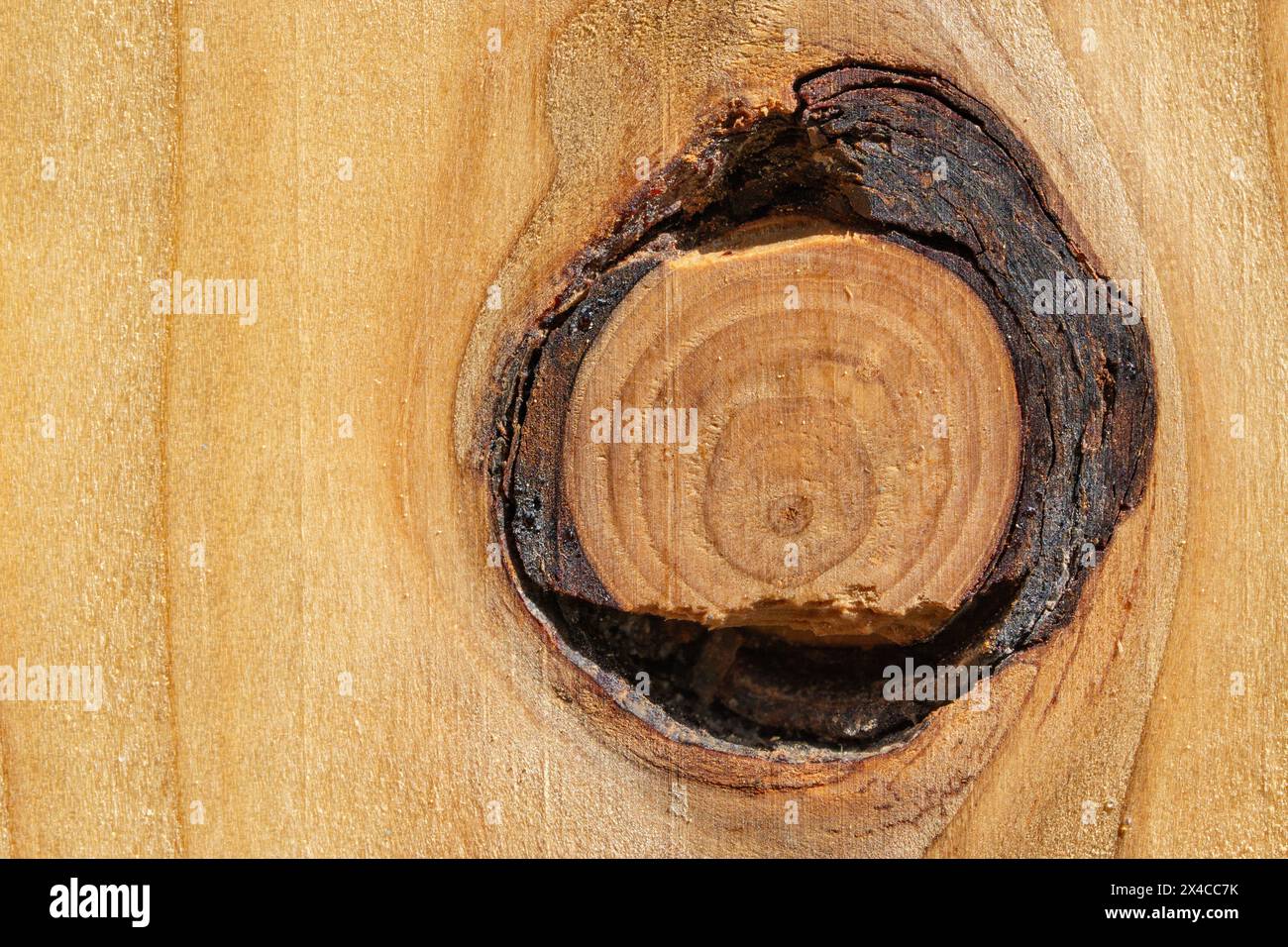 Holzbrett mit einem Knotenloch und Jahresringen in der Mitte Stockfoto