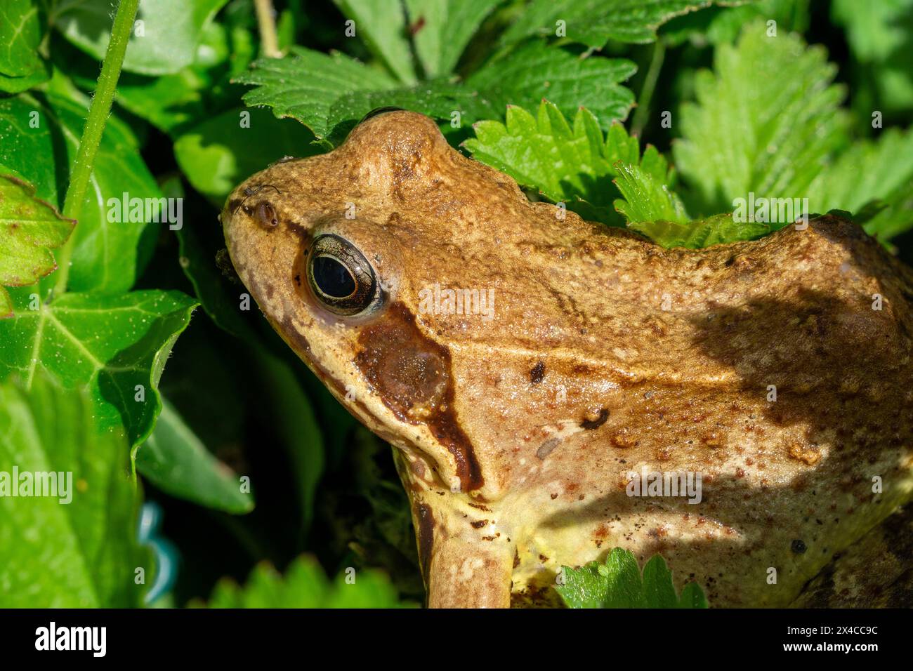 Nahaufnahme des Kopfes eines gewöhnlichen Frosches oder Grasfrosches (Rana temporaria), der sich auf der Wiese versteckt Stockfoto