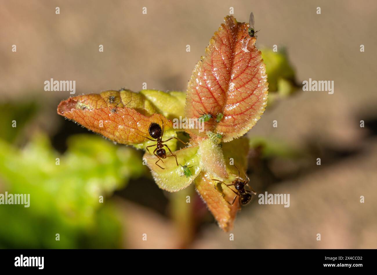 Nahaufnahme von Blättern mit Blattläusen und Ameisen im Frühjahr Stockfoto