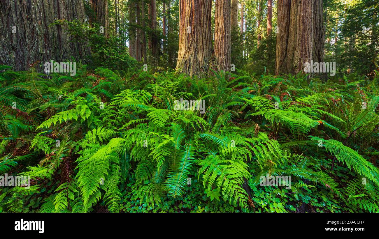 Lady Bird Johnson Grove, Redwood National Park, Kalifornien, USA Stockfoto