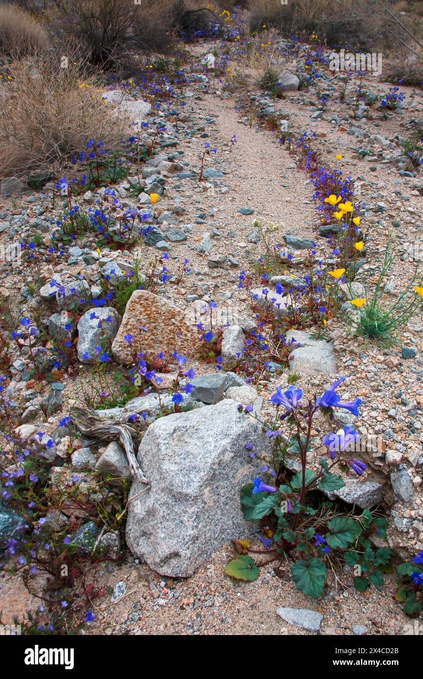 Fargo Canyon Wildblumen im Frühling, Kalifornien Stockfoto