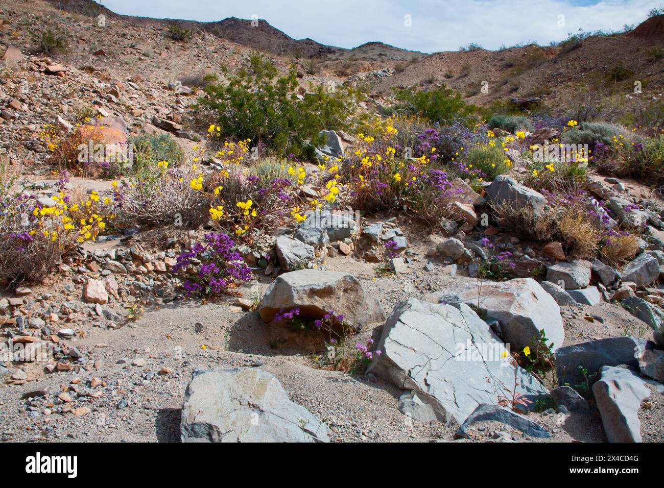 Zarte Frühlingsblumen in der Black Eagle Mine Road, Kalifornien Stockfoto