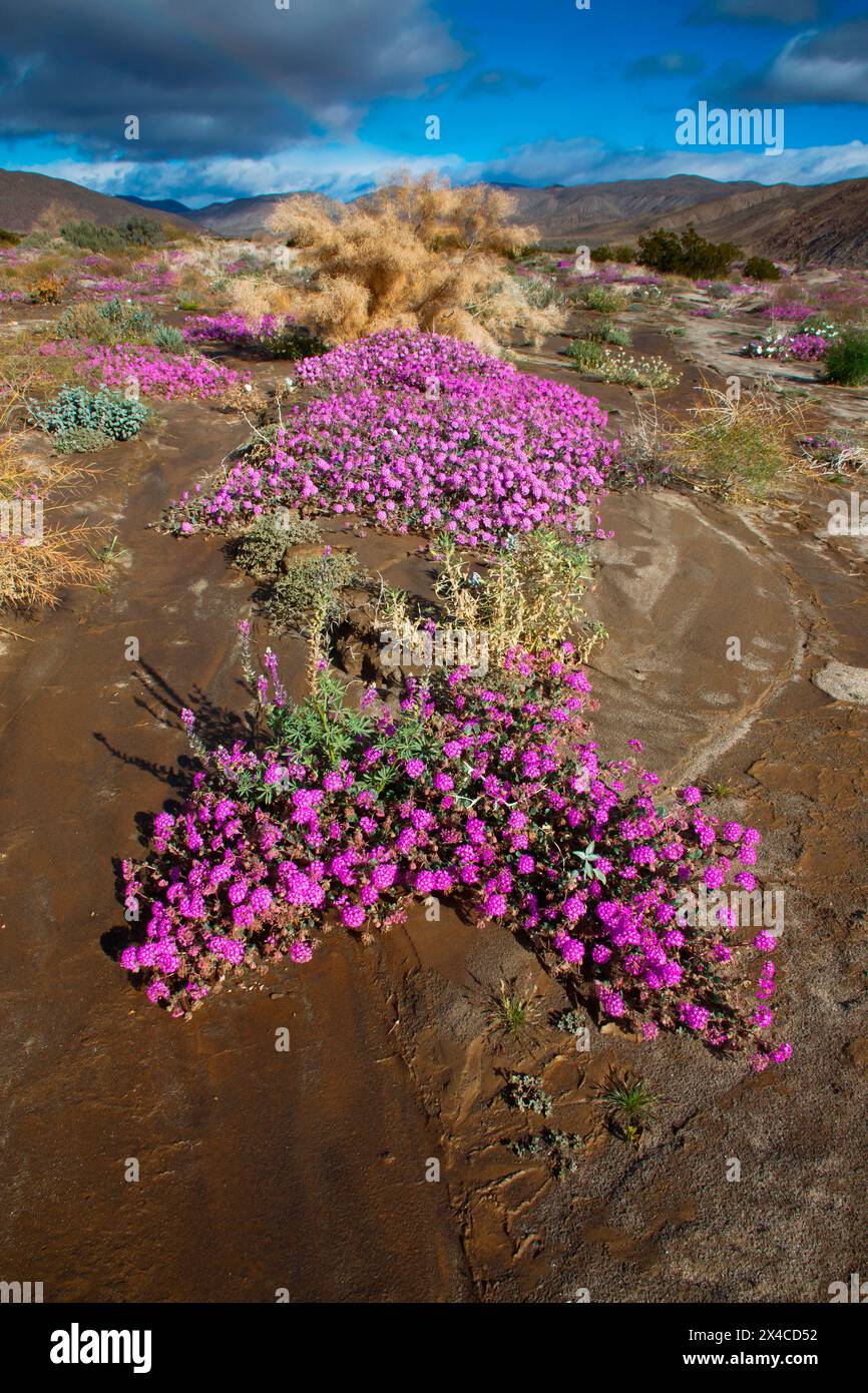 Anza Borrego Desert blüht im Frühling, Kalifornien Stockfoto