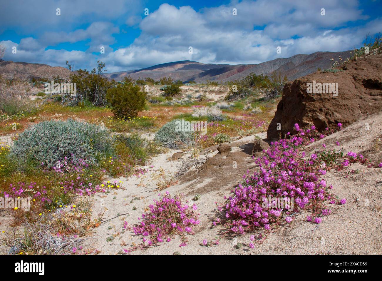 Anza Borrego Desert blüht im Frühling, Kalifornien Stockfoto