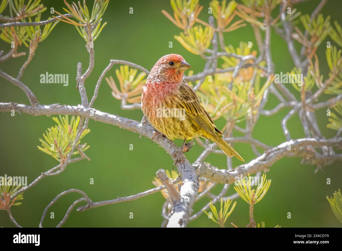 USA, Colorado, Fort Collins. Männliches Haus finch im Baum. Stockfoto