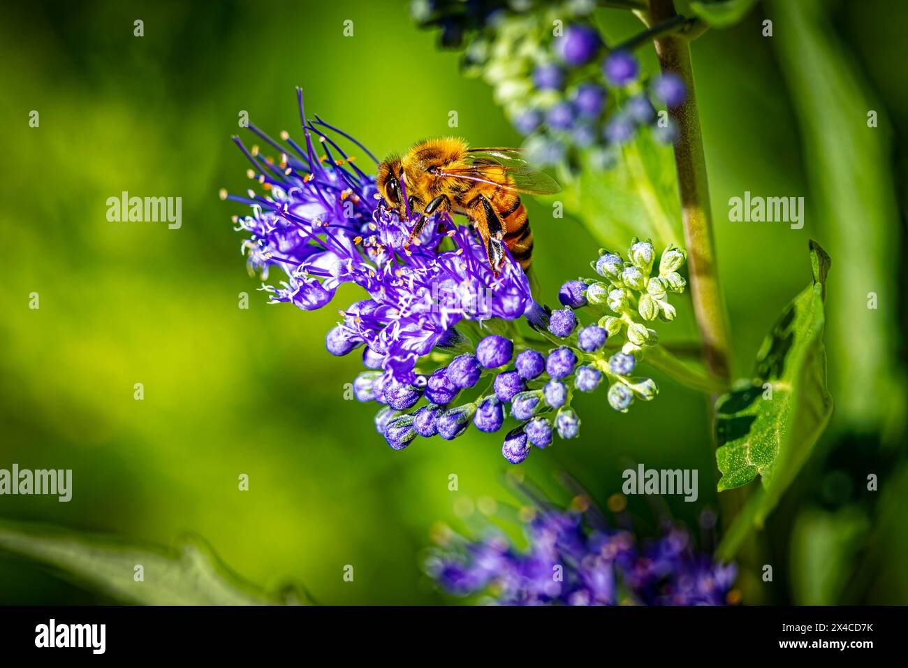 USA, Colorado, Fort Collins. Honigbiene auf Spirea-Blüten. Stockfoto