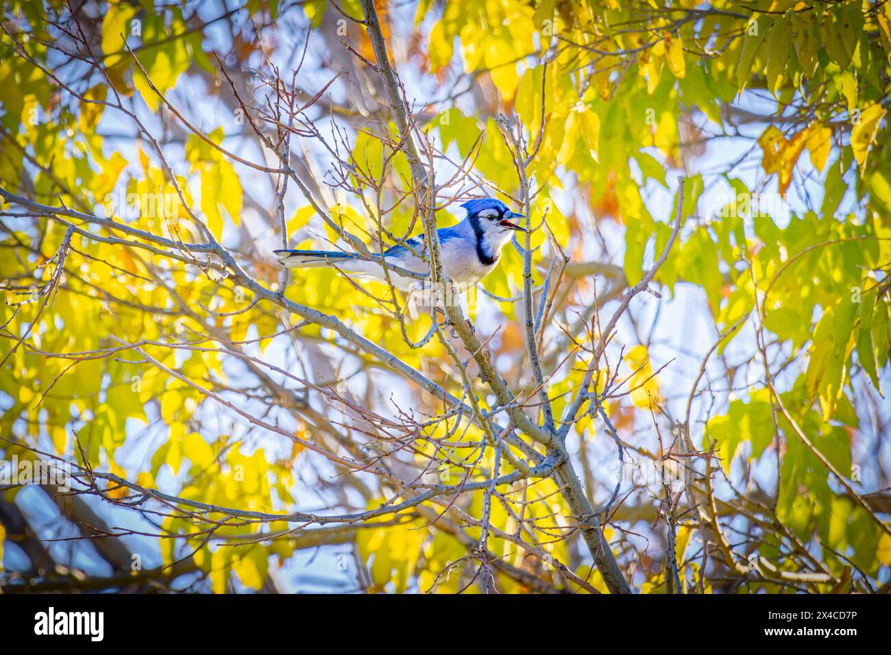 USA, Colorado, Fort Collins. Blauer jay im Baum. Stockfoto