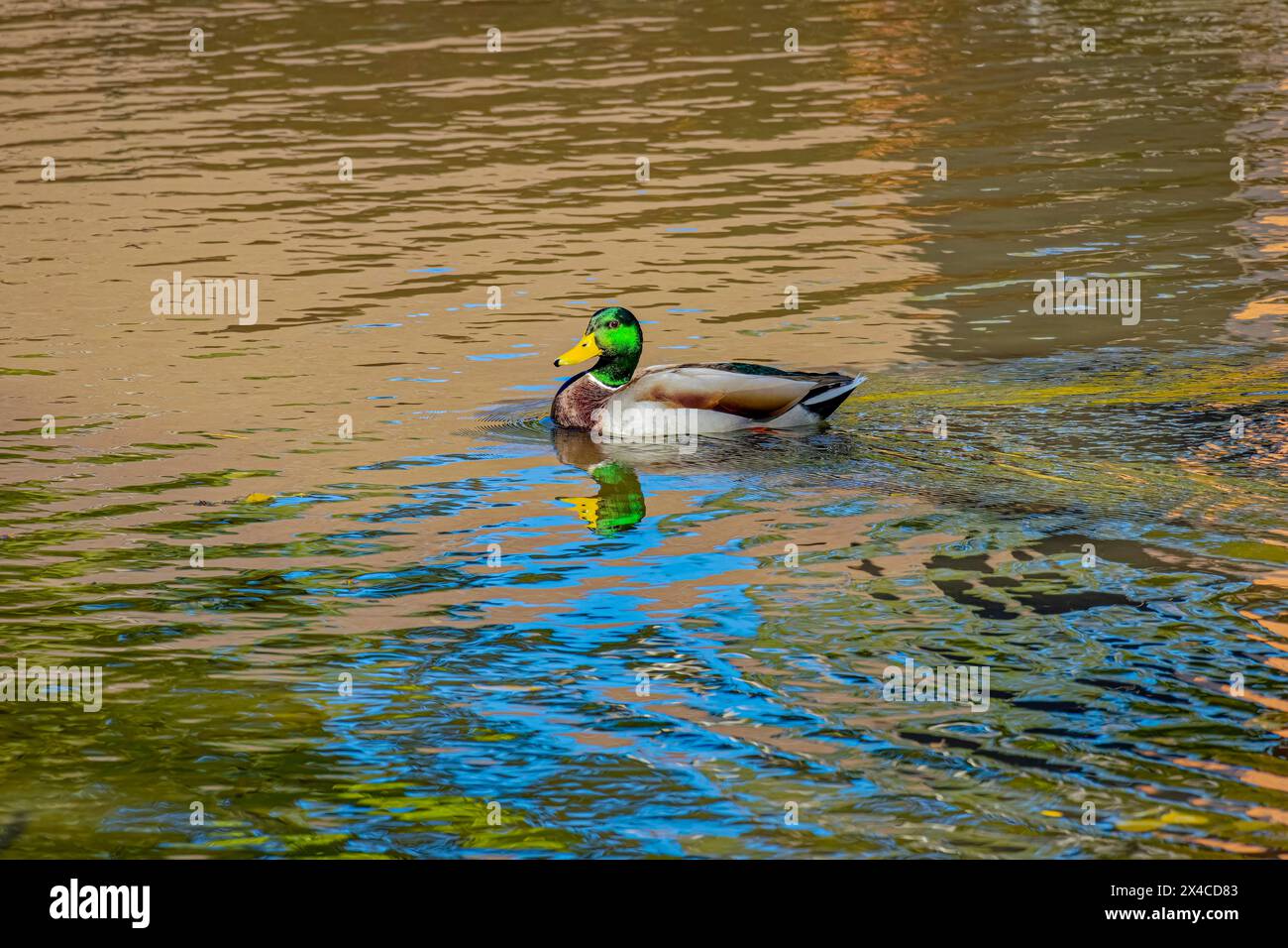 USA, Colorado, Fort Collins. Männliche Stockenten im Wasser. Stockfoto