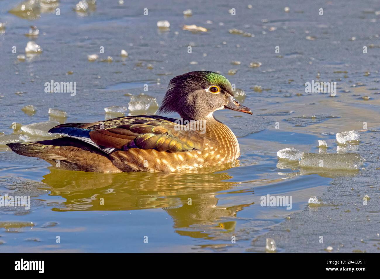 USA, Colorado, Fort Collins. Weibliche Holzente im Wasser. Stockfoto