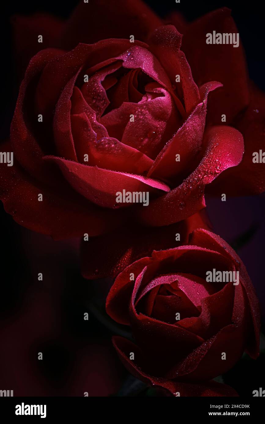 USA, Colorado, Fort Collins. Nahaufnahme der roten Rosen. Stockfoto