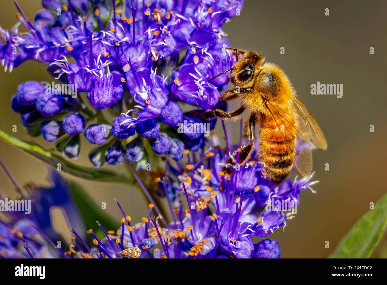 USA, Colorado, Fort Collins. Honigbiene auf Spirea-Blüten. Stockfoto