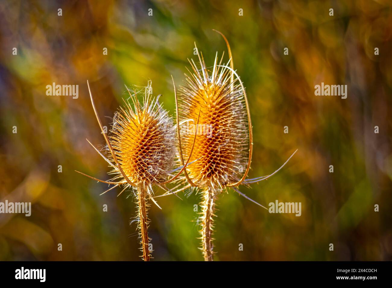 USA, Colorado, Fort Collins. Samenkapseln von Distelpflanzen. Stockfoto