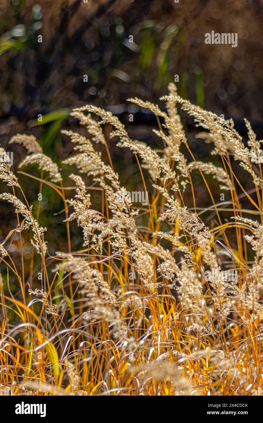 USA, Colorado, Fort Collins. Kammgras im Sonnenlicht. Stockfoto