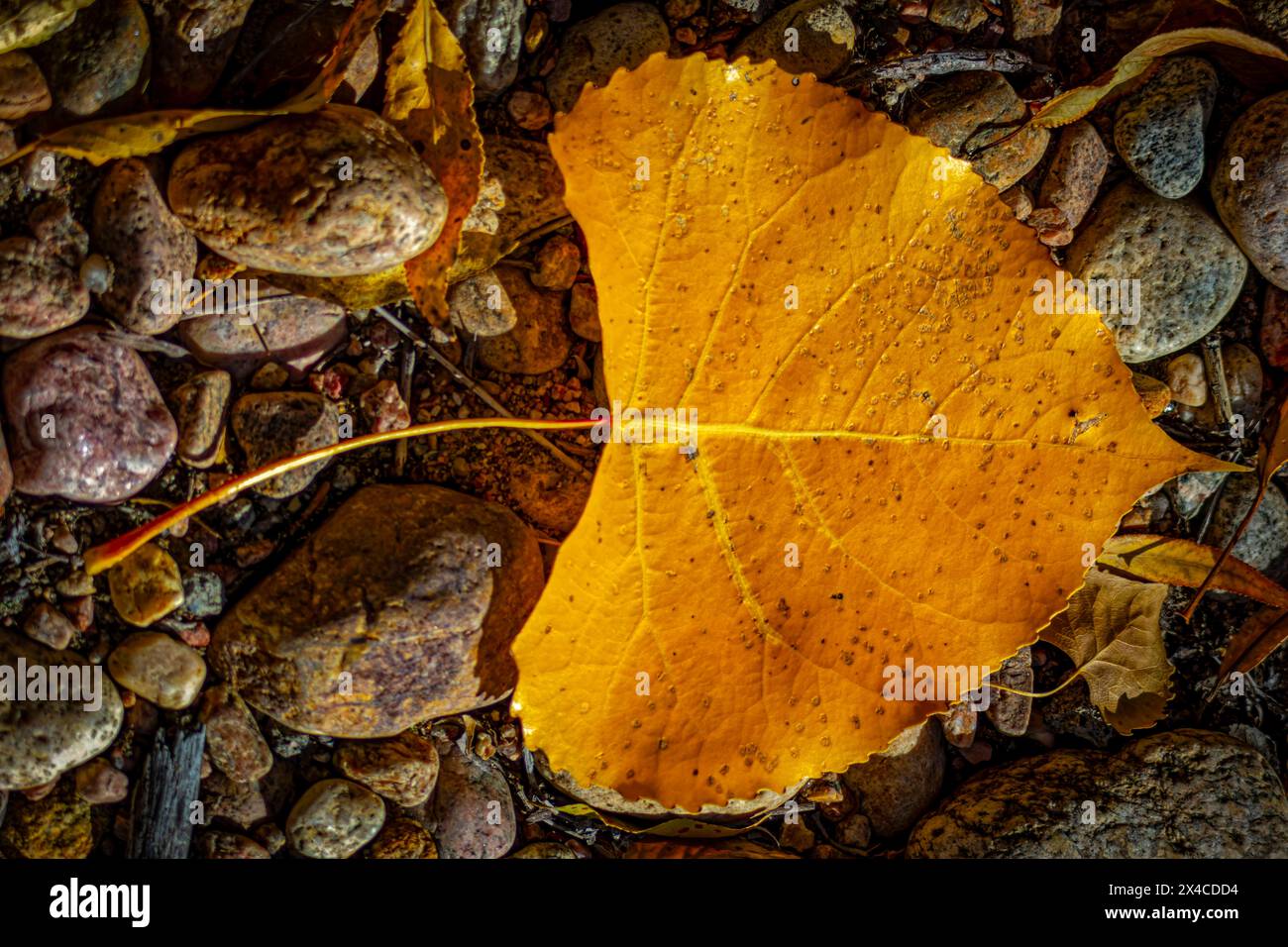 USA, Colorado, Fort Collins. Plains Baumwollholzblatt auf Felsen. Stockfoto