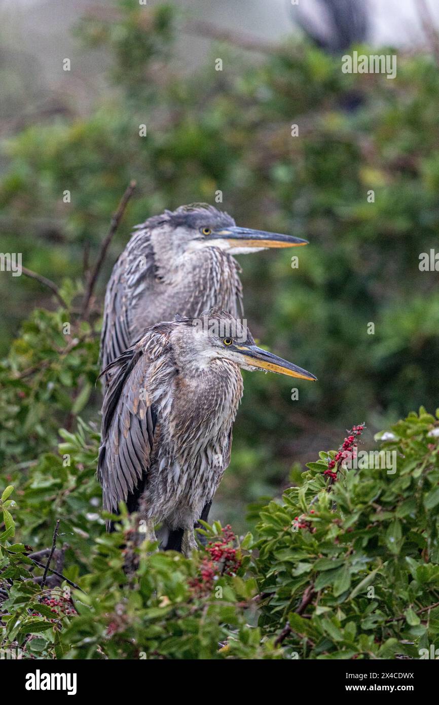 Die großen blauen Reiher in der Venice Rookery. Stockfoto
