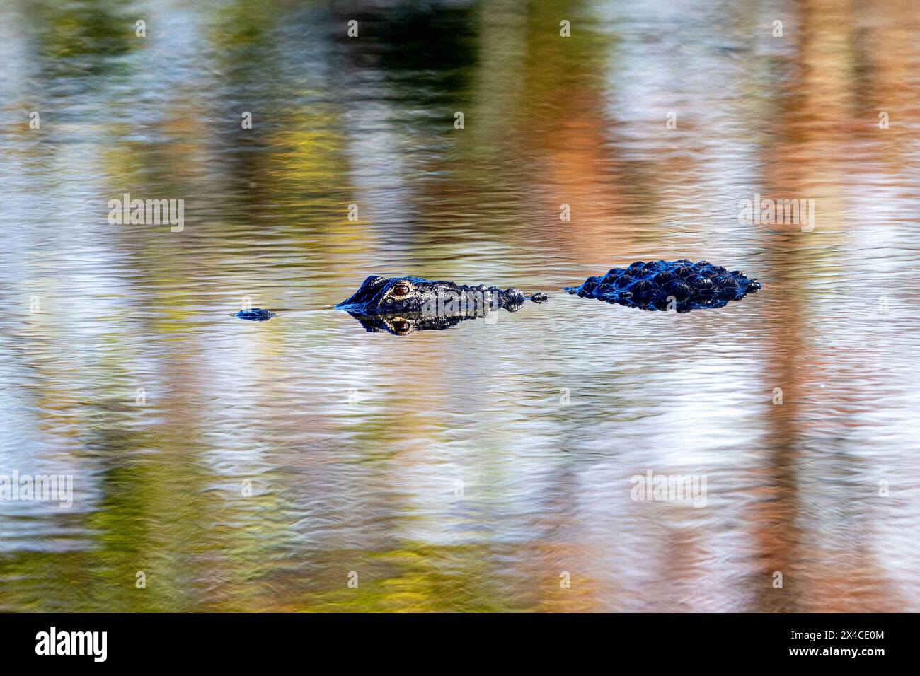 Ein amerikanischer Alligator streift in einer Vogelkolonie auf offenem Wasser. Stockfoto