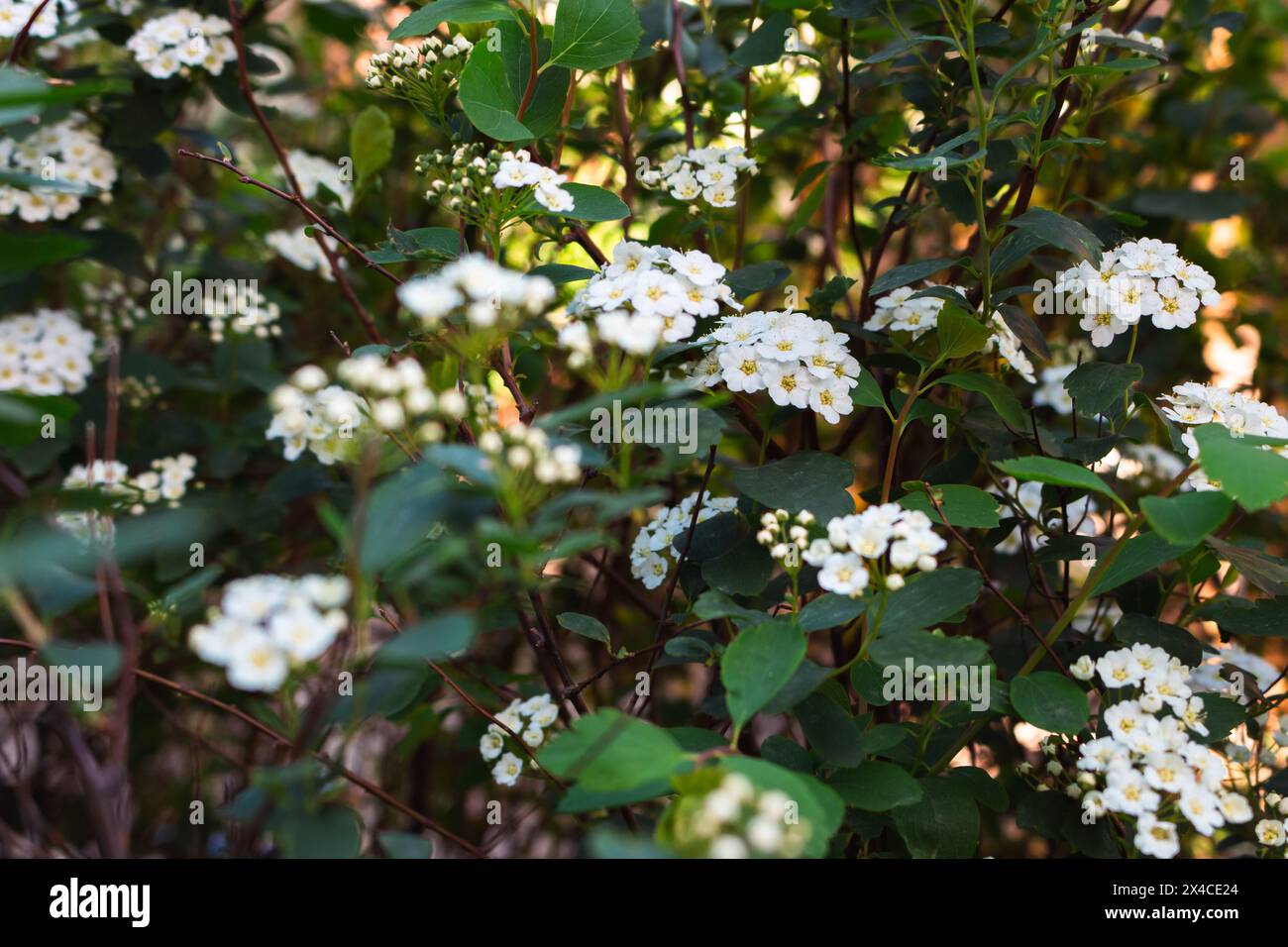 Spirea-Busch mit zarten weißen Blüten. Natur im Frühling. Frühlingsparklandschaft. Kann blühen. Schönheit in der Natur. Weiße Spirea in Blüte. Stockfoto