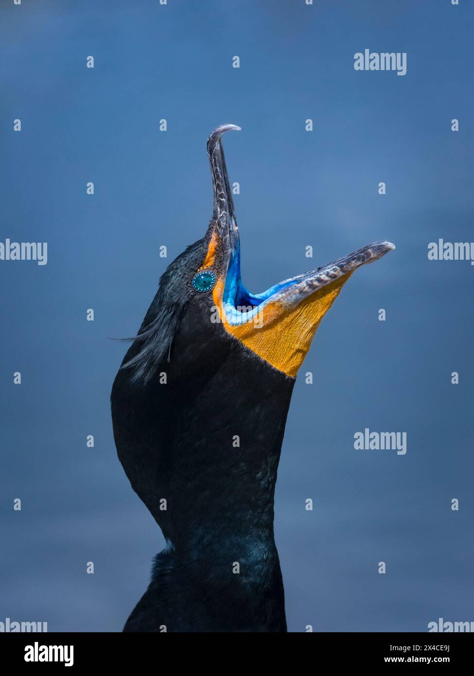 Erwachsener Doppelhaubenkormoran mit offenem Schnabel mit brillanter Türkis-Färbung im Inneren, mit Büscheln, Anhinga Trail, Everglades National Park, Florida, USA Stockfoto