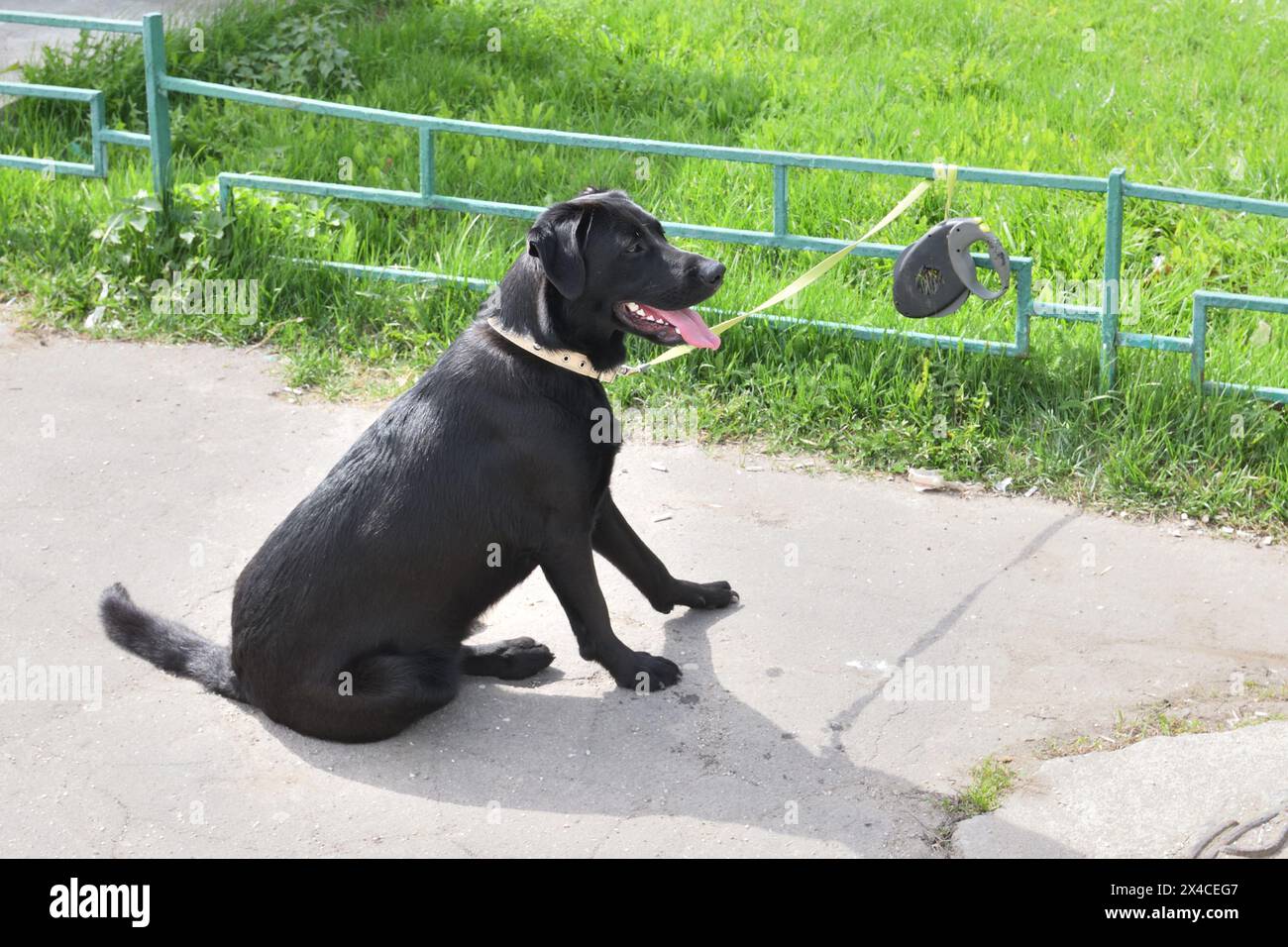 Ein Labrador Retriever ist an einer Leine an den Zaun gebunden. Warten auf den Eigentümer aus dem Store Stockfoto