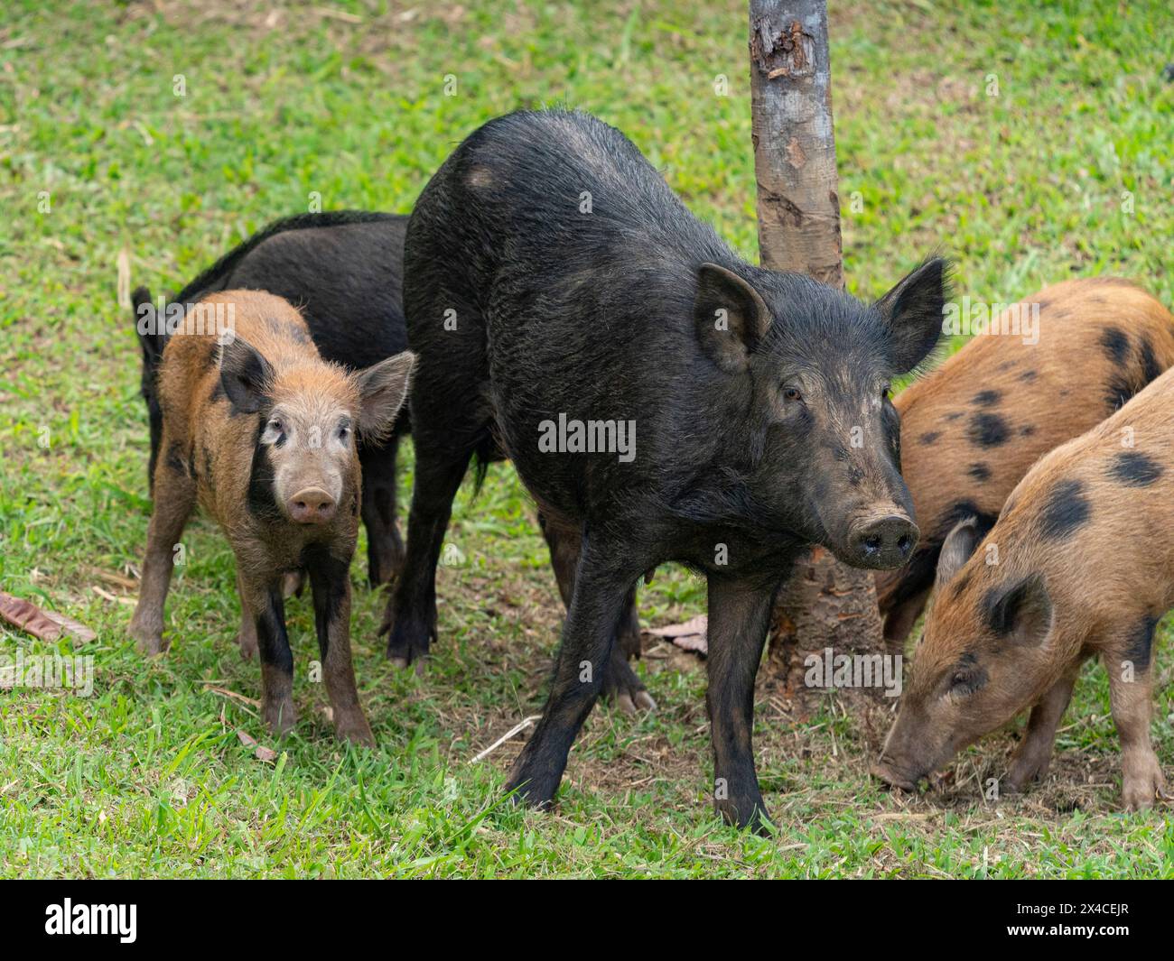 Lebende Wildschweine in der Nachbarschaft, Hamakua Coast, Hawaii Stockfoto